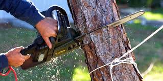 Reliable Ojus, FL Tree Care Solutions