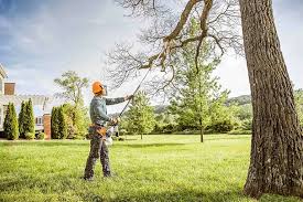 How Our Tree Care Process Works  in  Ojus, FL