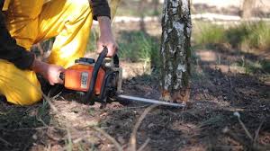 Best Arborist Consultation Services  in Ojus, FL