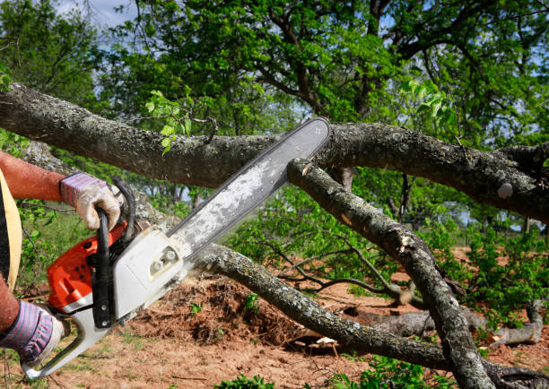 Tree and Shrub Care in Ojus, FL